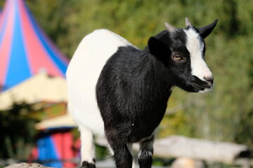 Afrikanische Zwergziege