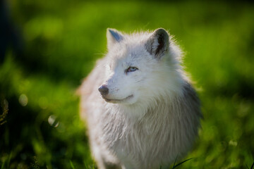 Naklejka premium Arctic fox in summer close up