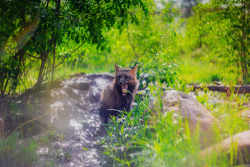 Red fox in nature in the reserve in summer