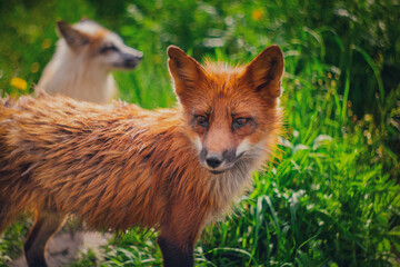 Naklejka na ściany i meble Red fox in nature in the reserve in summer
