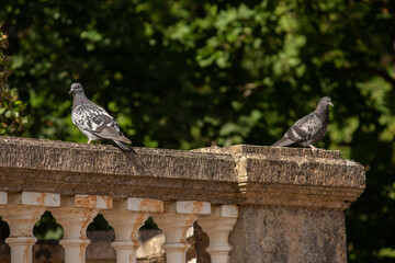 pigeons on the fence