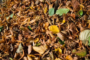 Herbstlaub vom Winde verweht