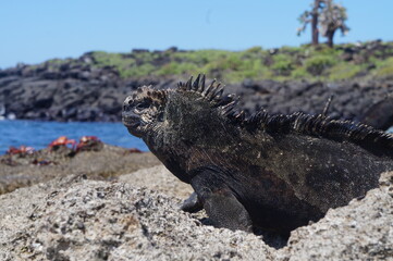 IGUANA MARINA GALÁPAGOS