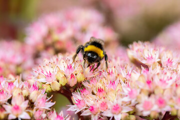 Pink flowers and bumblebee. Blooming stonecrop close-up. Spring festive floral background for design, greetings, congratulations, posters, cards