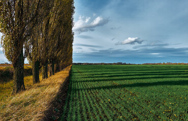 Fototapeta premium Green field of winter crops on a background of blue sky. Sunny autumn day. Blue sky with fluffy and feathery clouds. Slender yellow poplars stand along the field.