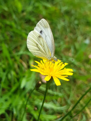 European cabbage butterfly also cabbage butterfly on a Verbena bonariensis flower (in german...