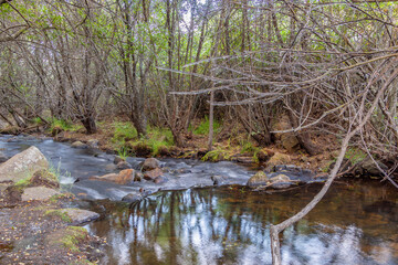 naturaleza,rios,arboles
