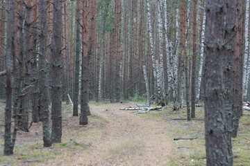 Fototapeta premium path in the woods