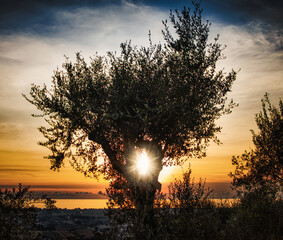 Fototapeta premium sunset in the forest