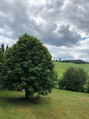 Kastanienbaum mit Wolken