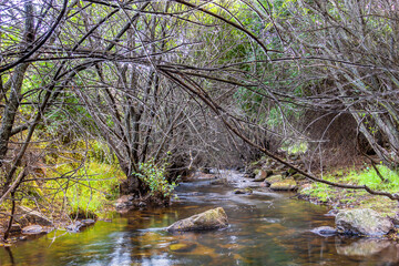 naturaleza,rios,arboles
