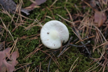 mushroom in the grass