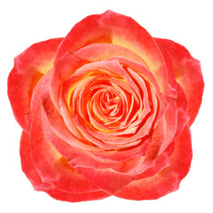 red-yellow flower rose  on a white isolated background with clipping path.  no shadows. Closeup.