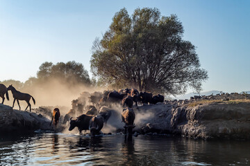 Fototapete bei efototapeten.de bestellen   