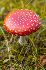 Amanita close-up. Red mushroom cap in sunlight. Poisonous mushroom in the grass in the forest. Pharmacological use of poisons in medicine