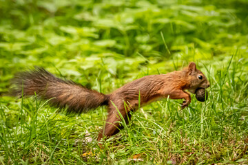 a squirrel gathering nuts