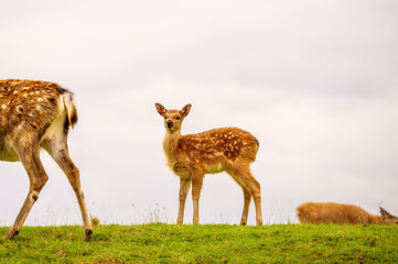 Naklejka na ściany i meble A white-tailed deer doe and its fawn in an open meadow