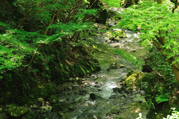 Fototapeta premium 新緑の渓流