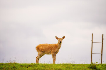 A white-tailed deer fawn in an open meadow.