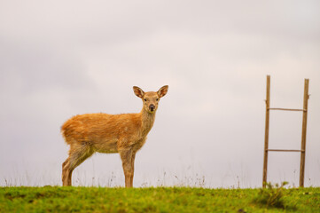 A white-tailed deer fawn in an open meadow.