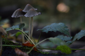 mushroom in the forest