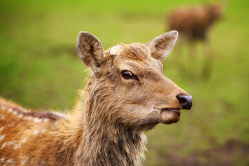 Wild white-tailed deer in a field. Closeup portrait.