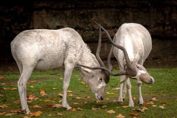 Obraz na płótnie Canvas two addax antilope in battle