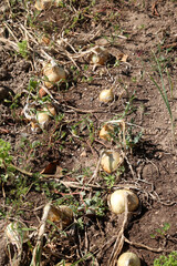 onions