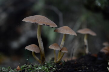 mushrooms in the forest