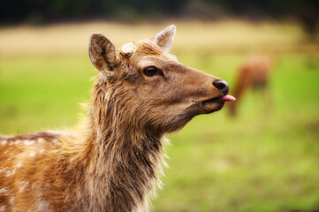Wild white-tailed deer in a field. Closeup portrait.