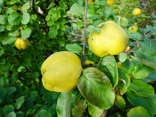 Apfelquitten