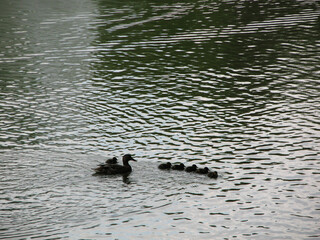 Ducks in the water summer day