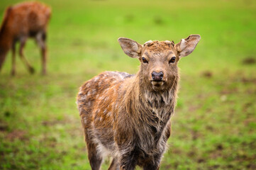 Wild white-tailed deer in a field.