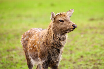 Wild white-tailed deer in a field.