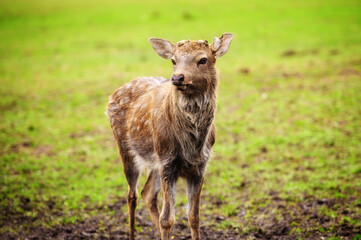 Wild white-tailed deer in a field.