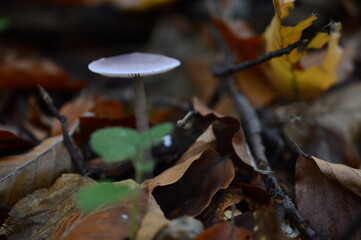 mushroom in the forest