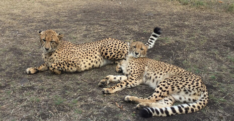 cheetah by/to