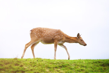 Wild white-tailed deer in a field.