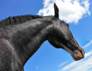 Majestic Black Clydesdale horse looking skyward on summer day