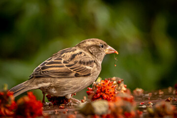 closeup of a sparroow eating a berry