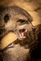 two meercats in battle