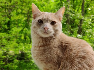 Pyatigorsk, Kislovodsk, mount Mashuk and Beshtau