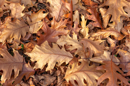 brown dry autumn fallen sycamore leaves close up