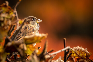 closeup of a sparrow