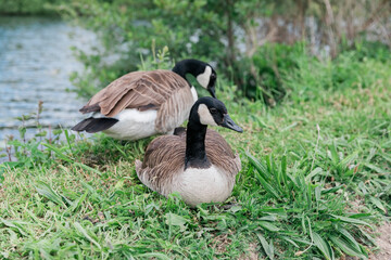 Canada geese on bank of Ruhr River