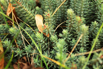 beautiful plant growing from grass