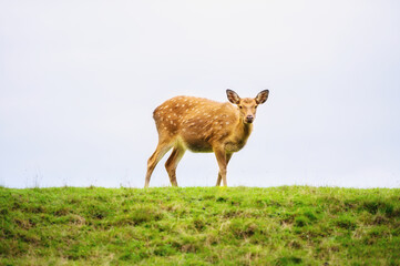 Wild white-tailed deer in a field.