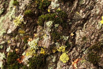 tree bark with moss near