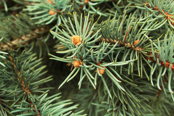 Naklejka na ściany i meble Christmas tree needles in macro photography