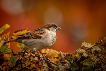 closeup of a sparrow